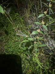 Euphorbia hirta image