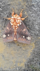 Citheronia bellavista