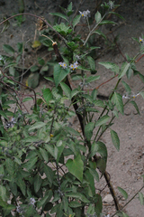 Solanum nigrescens