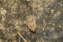 Rhinella beebei