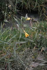 Oenothera pubescens