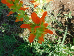 Castilleja glandulosa
