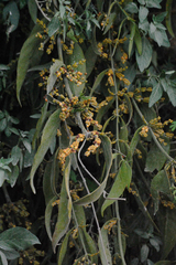 Phoradendron nervosum