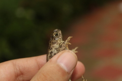 Rhinella beebei