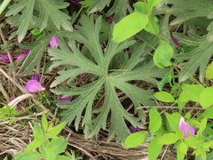 Geranium oreganum
