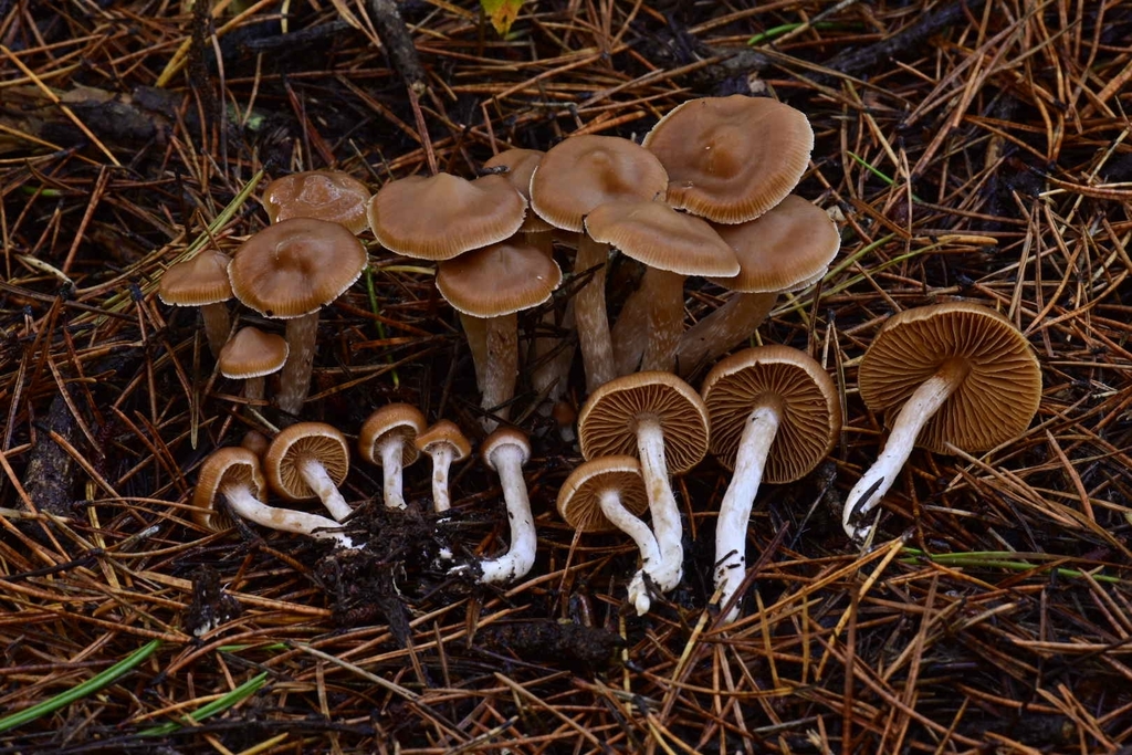 Cortinarius sp. 'Harrower76'