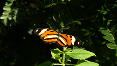 Heliconius ethilla narcaea