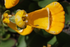 Calceolaria uniflora × polyrhiza