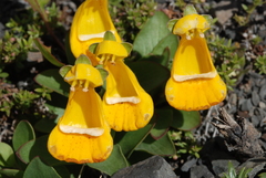Calceolaria uniflora × polyrhiza