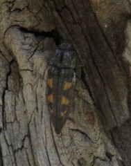 Buprestis laeviventris