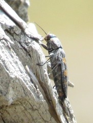 Buprestis laeviventris