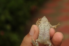 Rhinella beebei