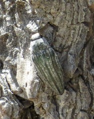 Buprestis lyrata