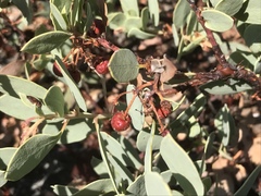 Arctostaphylos viscida