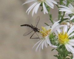 Dolichomyia gracilis