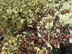 Arctostaphylos viscida