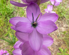 Ixia polystachya