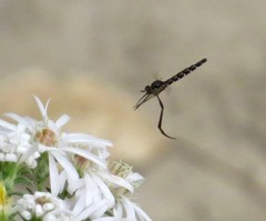 Dolichomyia gracilis