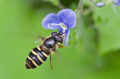 Megasyrphus erraticus