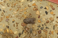 Rhinella beebei