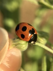 Coccinella septempunctata