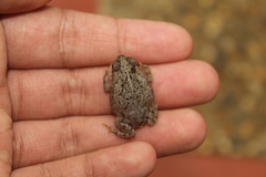 Rhinella beebei