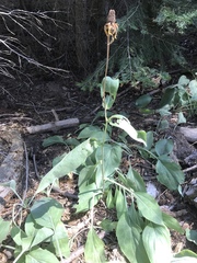Rudbeckia californica