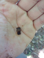 Cyclocosmia truncata