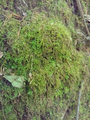 Cyclocosmia truncata