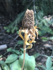 Rudbeckia californica