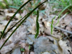 Carex debilis