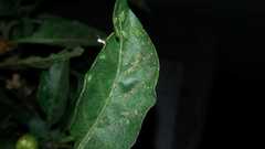 Aphis spiraecola