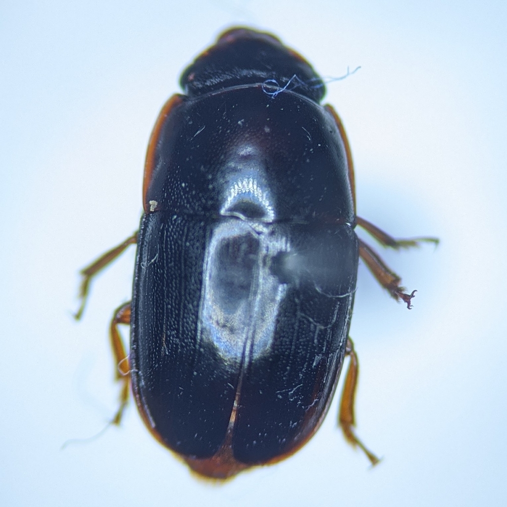 Cryptarcha glabra