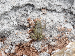 Eleutherodactylus verrucipes