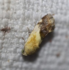 Acontia detrita