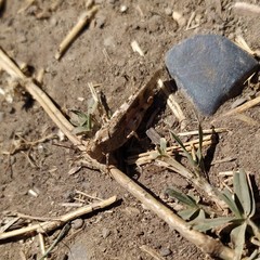 Trimerotropis ochraceipennis