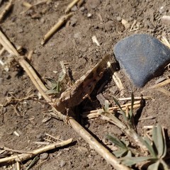 Trimerotropis ochraceipennis