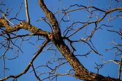 Melanerpes carolinus