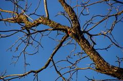 Melanerpes carolinus