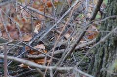 Zonotrichia albicollis