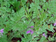 Erodium ciconium