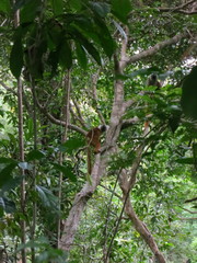 Eulemur macaco