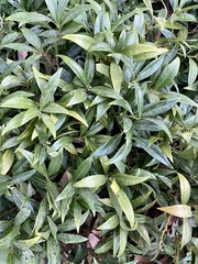 Sarcococca hookeriana