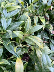 Sarcococca hookeriana