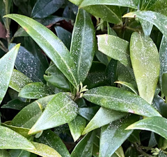 Sarcococca hookeriana