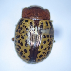 Zygogramma estriata