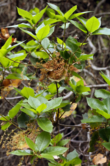 Quercus parvula parvula
