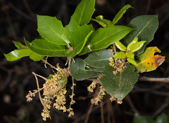 Quercus parvula parvula