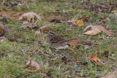 Zonotrichia albicollis