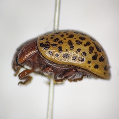Zygogramma estriata
